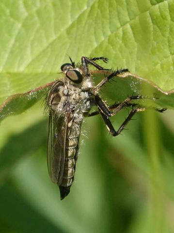 Réf. 259 052 : Eutolmus rufibarbis